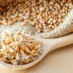 با این 6 خواص جوانه گندم بیشتر آشنا شوید