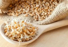 با این 6 خواص جوانه گندم بیشتر آشنا شوید