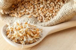 با این 6 خواص جوانه گندم بیشتر آشنا شوید
