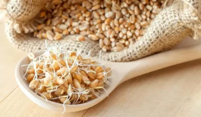 با این 6 خواص جوانه گندم بیشتر آشنا شوید