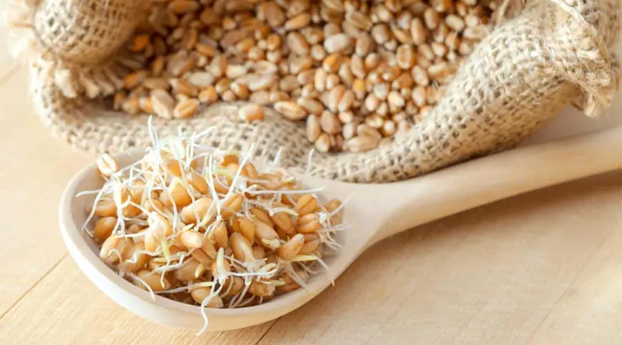 با این 6 خواص جوانه گندم بیشتر آشنا شوید